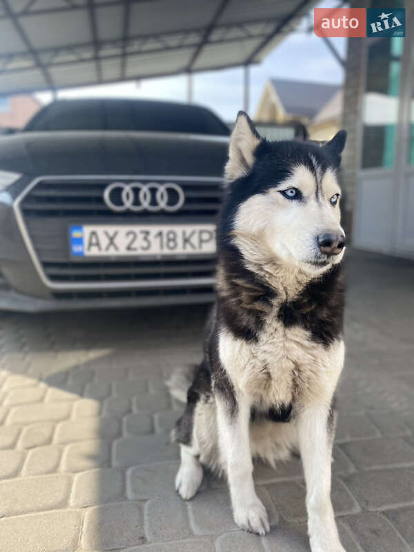 Универсал Audi A4 2017 в Кременчуге фото 5 Универсал Audi A4 2017 в Кременчуге