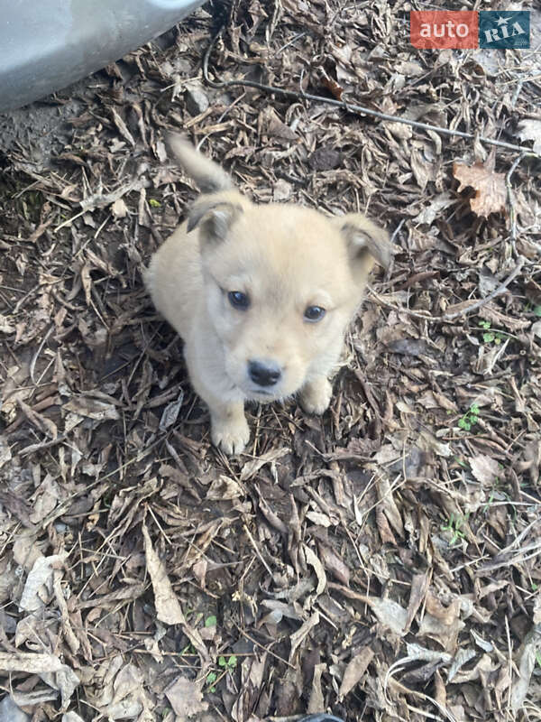 Хэтчбек Ford Focus 2008 в Бродах