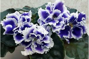 Фіалки сортові, дитинко Ек-Снігові Карпати - величезні красиві сині з білим квіти
