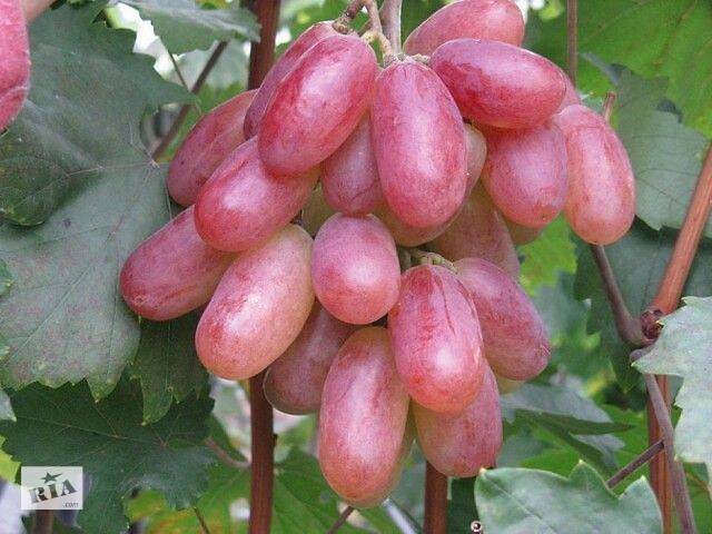 Продам саженцы винограда, малины, ежевики