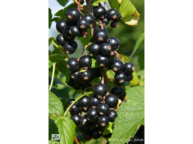 Саженцы смородины 4 сорта, саженцы смородины