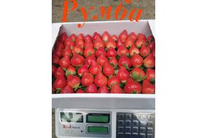 Рассада клубники одесская область. all for home and garden sazhentsy klubnyky 211953668b. Рассада клубники одесская область фото. Рассада клубники одесская область-all for home and garden sazhentsy klubnyky 211953668b. картинка Рассада клубники одесская область. картинка all for home and garden sazhentsy klubnyky 211953668b. Дом и сад » Сад / огород