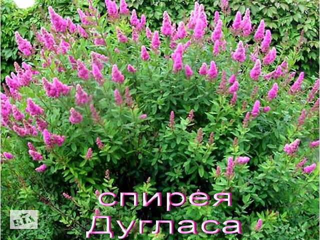 Спирея 5 сортов