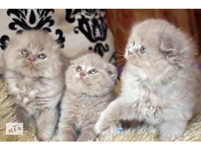 Лиловые очаровашки Хайленд и Скотиш фолд