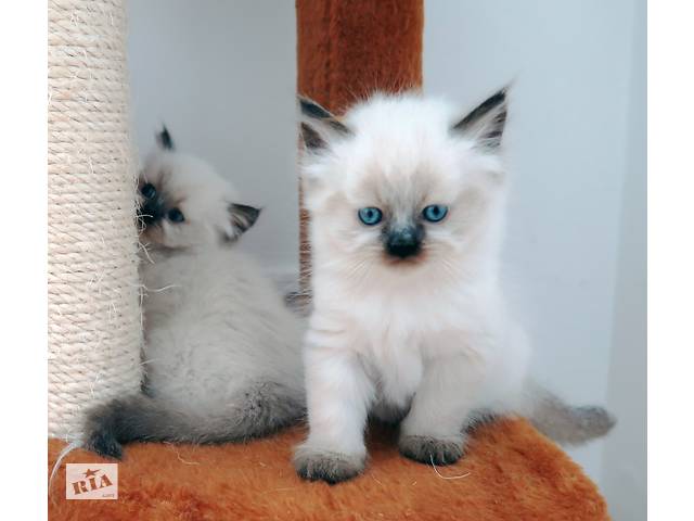 Малыши рэгдолл Ragdoll
