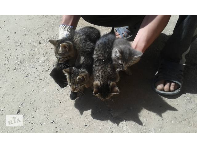 Отдадим котят в хорошие руки