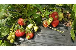 Урожай клубники херсонская область. potted plants flowers sadzhantsi klubnyky 134682513b. Урожай клубники херсонская область фото. Урожай клубники херсонская область-potted plants flowers sadzhantsi klubnyky 134682513b. картинка Урожай клубники херсонская область. картинка potted plants flowers sadzhantsi klubnyky 134682513b. Дом и сад » Сад / огород