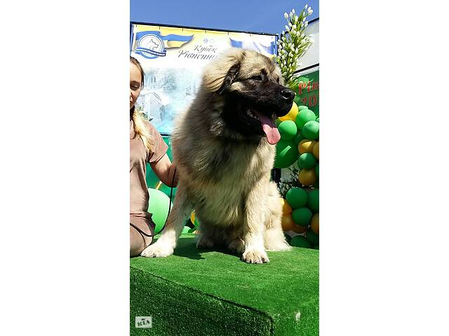 Кавказська вівчарка.В'язка