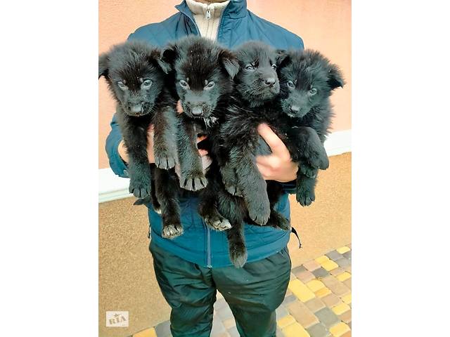продам Чорні німецькі вівчарки, 2500 грн бу в Киеве