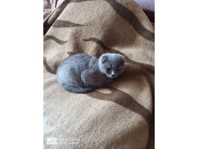 Кошенята дві девочки два хлопчика