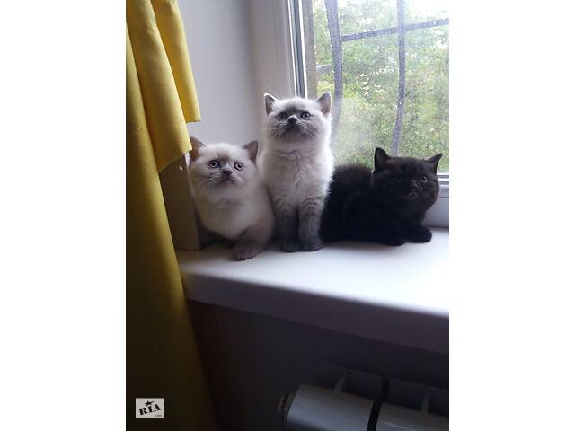 Котята милые