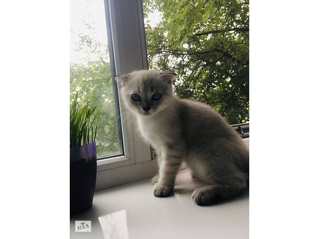 Крутой котик