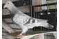 Поштові голуби молоді 21року- объявление о продаже  в Малине
