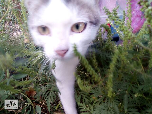 ВНИМАНИЕ!!! СРОЧНО!!! КОТЕНОК 3 МЕСЯЦА (КОТИК)