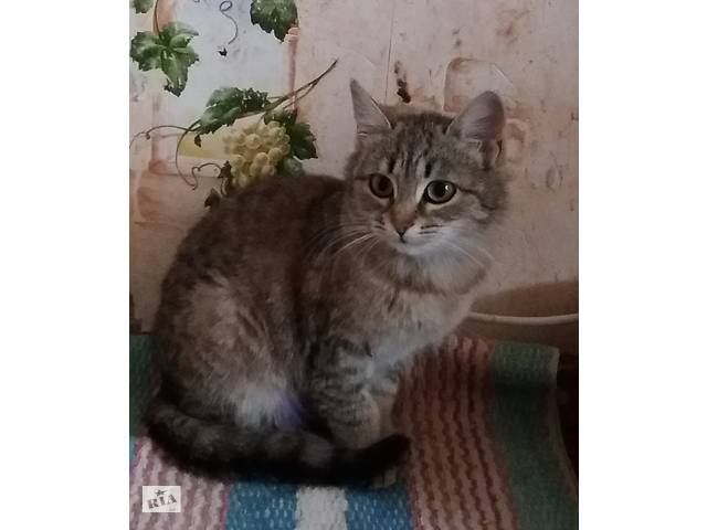 Я ищу свою семью