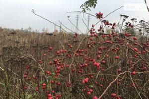 Продается земельный участок 10 соток в Житомирской области
